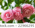 Otome Tsubaki 22966295
