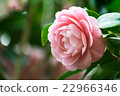 Otome Tsubaki 22966346