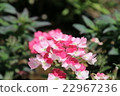 Red and white flowers 1 22967236
