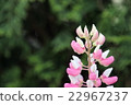 Red and white flowers 2 22967237
