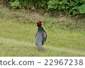 pheasant  22967238