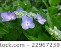 Rain hydrangea 22967239