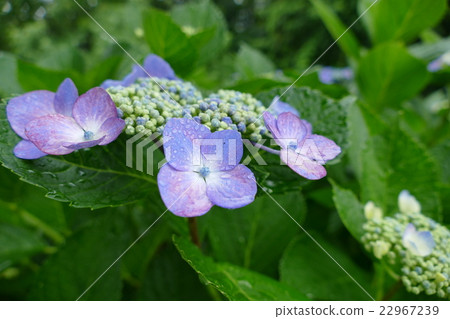 雨繡球花 雨繡球花 22967239
