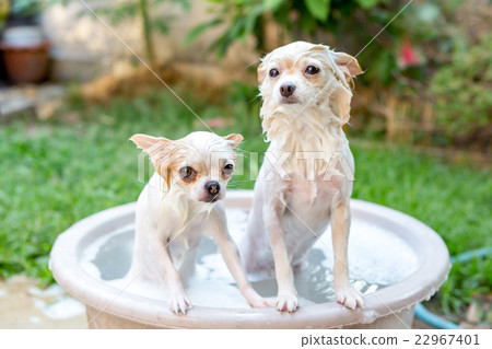 chihuahua and Pomeranian dogs in refreshing shower 22967401