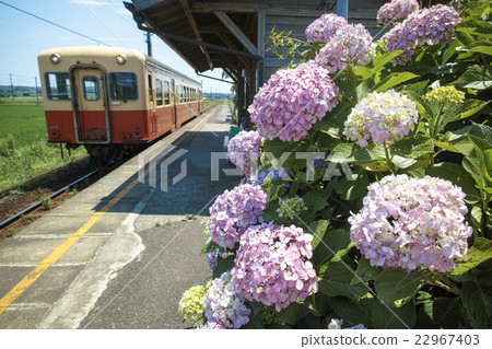 繡球花和Kominato鐵路 繡球花和Kominato鐵路 22967403