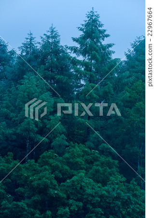 Forest of fog (2) 22967664