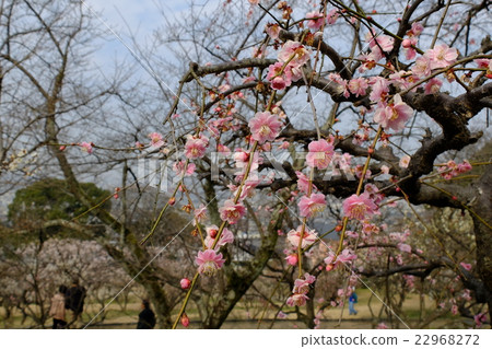 Plum garden 22968272