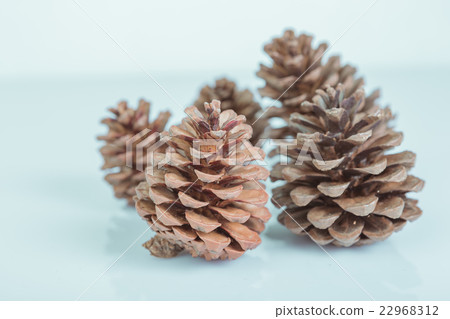 pine cones 22968312