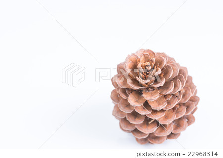 pine cones pine cones 22968314