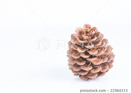 pine cones pine cones 22968315