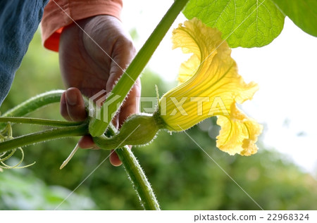 南瓜鮮花和水果 南瓜鮮花和水果 22968324