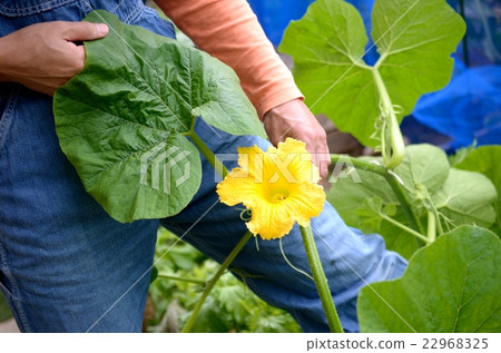 南瓜花 南瓜花 22968325
