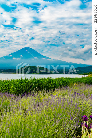 河口湖薰衣草 22969010