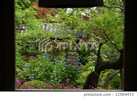 Kamakura Kuranji Temple hydrangea bell tower 22969453