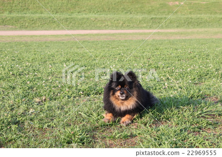 Holiday with pets 22969555