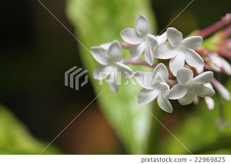 India Jaboku 22969825