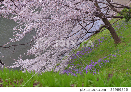 Cherry tree of moat 22969826