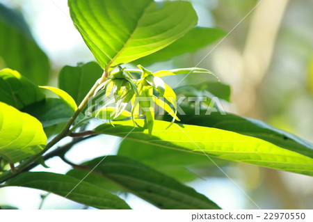 Ylang Ylang Aroma essential oil 22970550