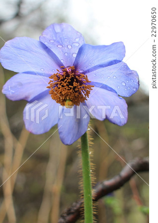 Alpine plant Blue Poppy Himalayan's blue poppy 22970650