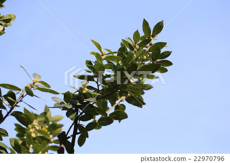  Laurel 22970796
