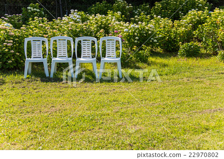 Hydrangea of hydrangea of Kazahaya in Tsu City Mie Prefecture and white chair Hydrangea of hydrangea of Kazahaya in Tsu City Mie Prefecture and white chair 22970802