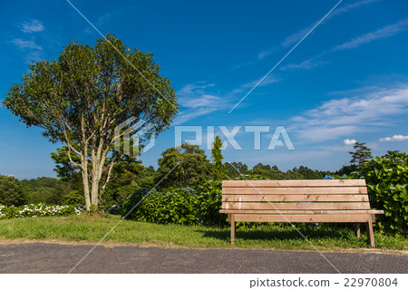 A hydrangea and a bench in the village of Ka Halaya, Tsu City, Mie Prefecture A hydrangea and a bench in the village of Ka Halaya, Tsu City, Mie Prefecture 22970804