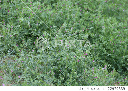 Nusubitohagi Nusubitohagi 22970889