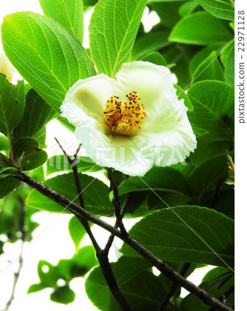In the rainy season from the summer, the white five flower blossoms bloom cool in the side of the green leaves. Natsukubaki's "lovable" is a flower language. In the rainy season from the summer, the white five flower blossoms bloom cool in the side of the green leaves. Natsukubaki's "lovable" is a flower language. 22971128