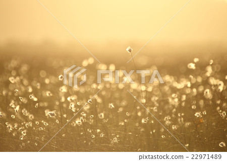 [Hokkaido] Cotton grass shining in the sunset at Kiritappu Wetland 22971489