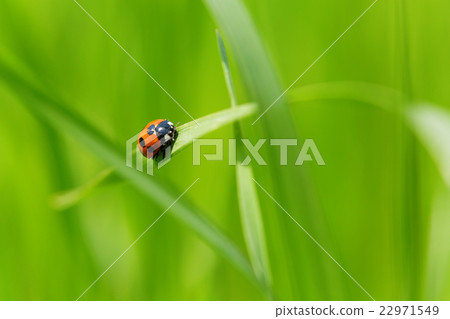 Parasitism in the grassland 22971549