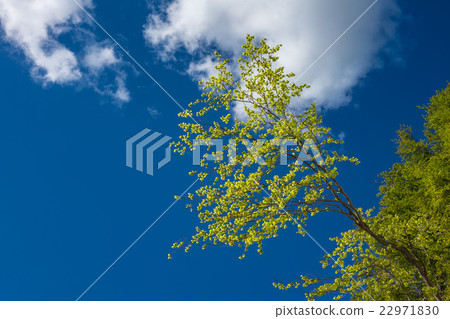 Baltic Sea coast on the island Ruegen Baltic Sea coast on the island Ruegen 22971830