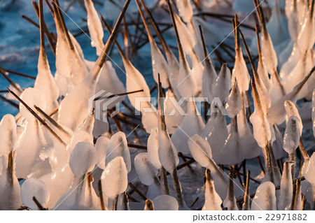 Frozen reeds on a river in winter 22971882