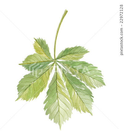 Leaves of horse chestnut Leaves of horse chestnut 22972128