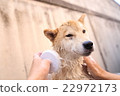 Shiba Inu用洗髮水 22972173