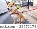 Shiba Inu坐 22972174