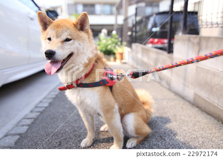 Shiba Inu sitting 22972174