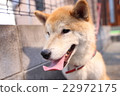 Shiba Inu 22972175