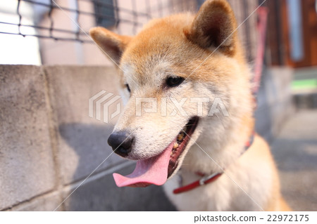 Shiba Inu 22972175