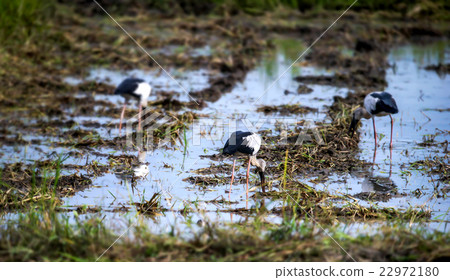 Asian Open-billed stork 22972180