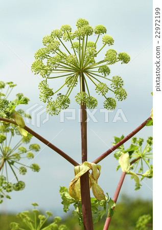 Curative Archangelica officinalis 22972199