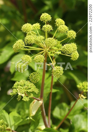 Healing Archangelica officinalis 22972200