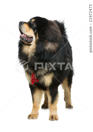 Beautiful big Tibetan mastiff dog 22972473