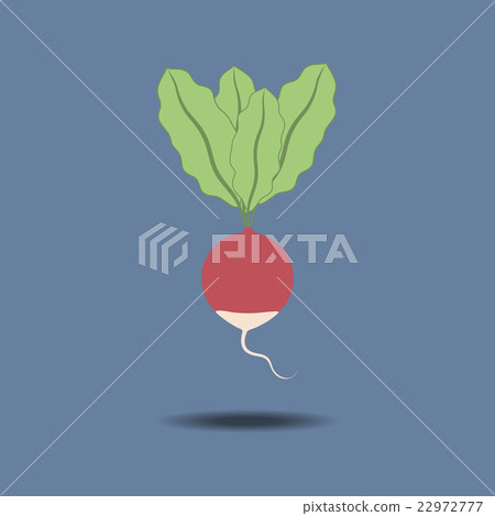 Radish Vegetable Icon Radish Vegetable Icon 22972777