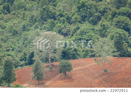 Dry forest with reclaim land Dry forest with reclaim land 22972911