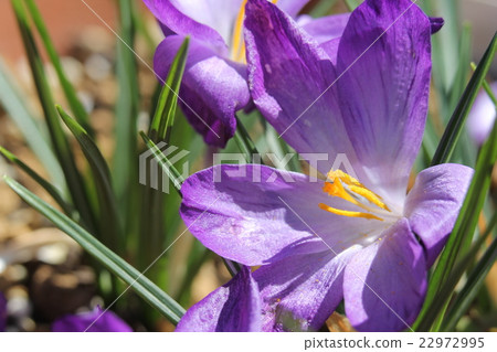 冷綻放番紅花紅寶石巨人 22972995