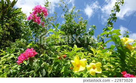 天空和鮮花在沖繩島 22973020