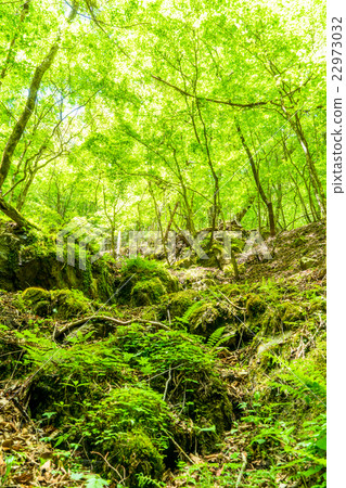 森林沐浴 森林沐浴 22973032