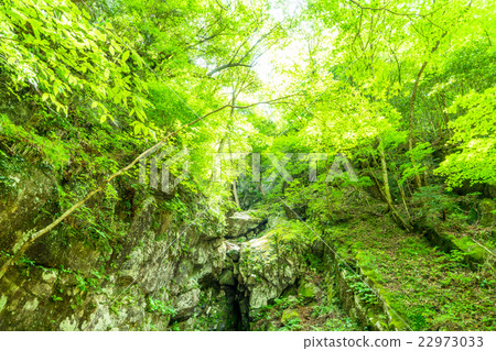 森林沐浴 森林沐浴 22973033