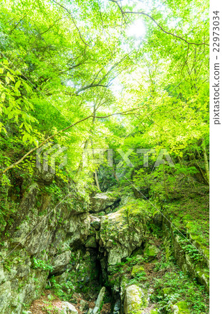 森林沐浴 22973034