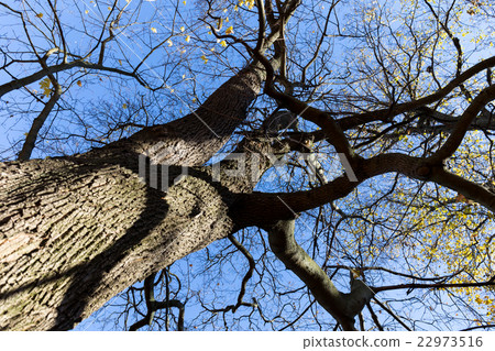 Late fall trees and blue sky 22973516